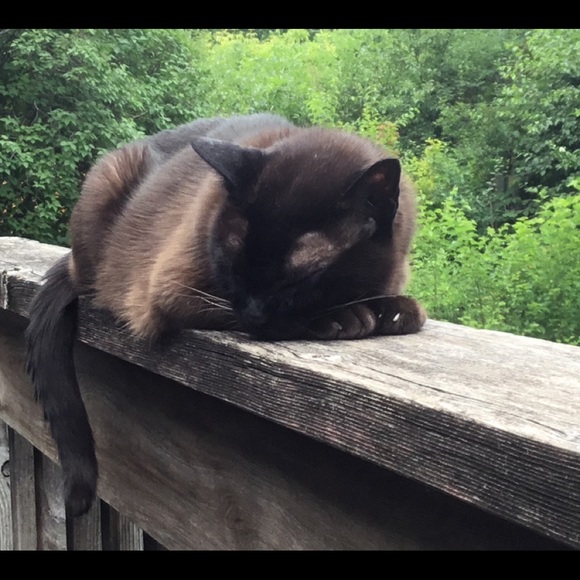 Meet your Posher ♡Ann♡Offers Welcome♡ - Picture 2 of 6